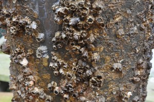 Barnacles1