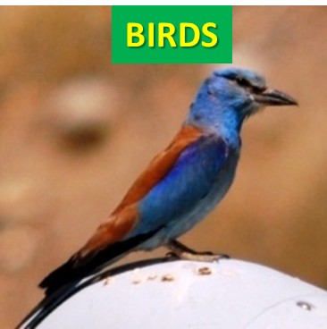 Birds of Afghanistan
