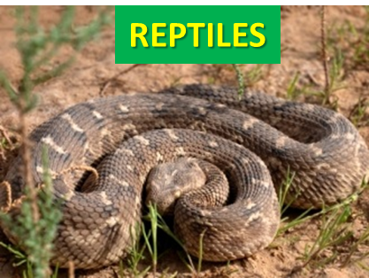 Reptiles of Afghanistan