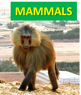 Saudi Mammals