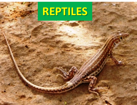 Saudi Reptiles
