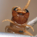 CentipedeForcipule1