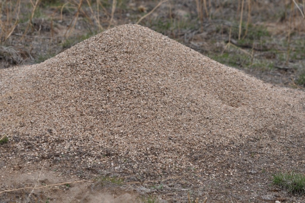 Western Harvester Ant Mound