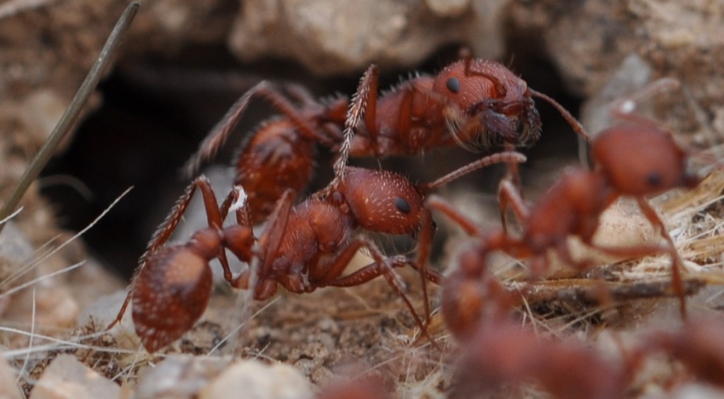Western Harvester Ant