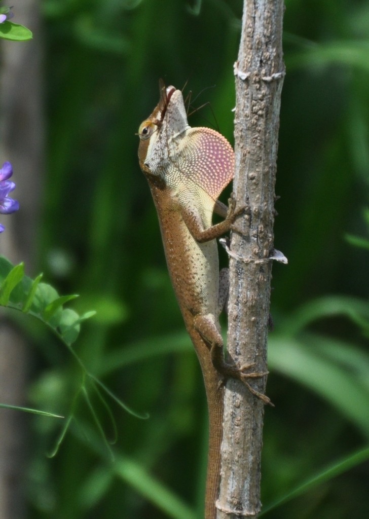 Green Anole with throat flap