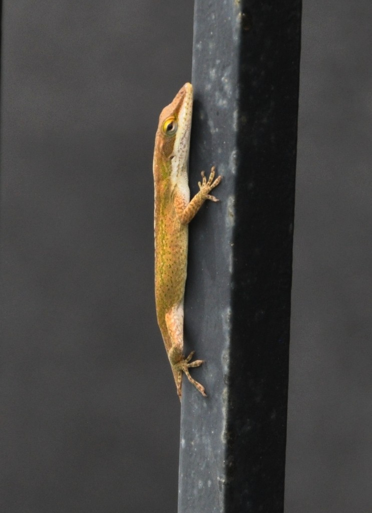 Green Anole; brown coloration