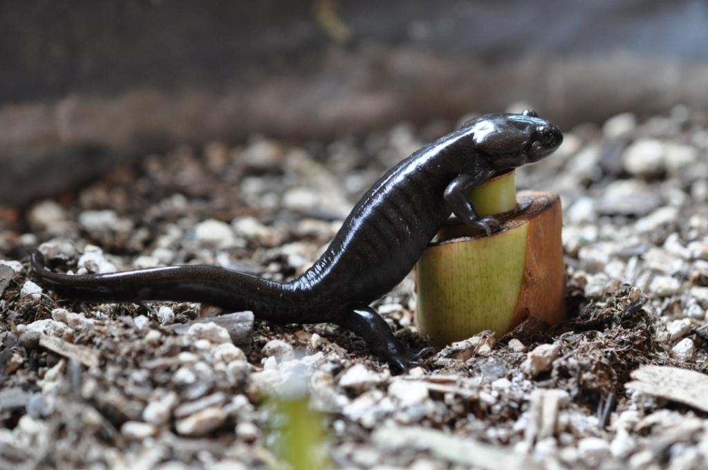 Northwest Brown Salamander - Ambystoma gracile