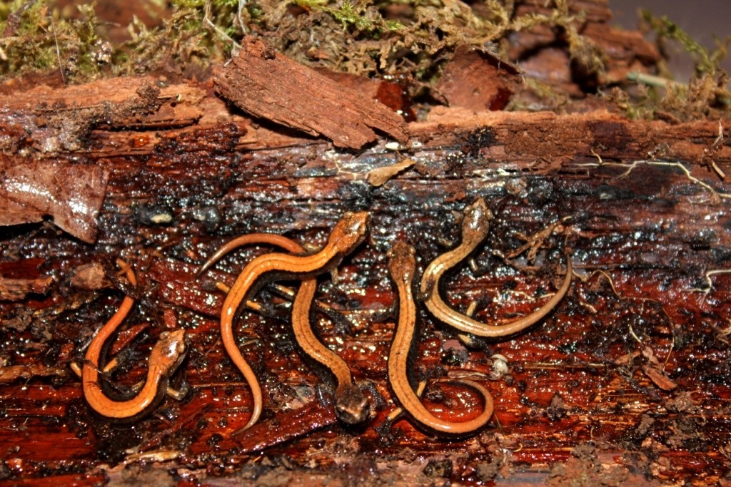 Red Backed Salamanders - Plethodon einereus