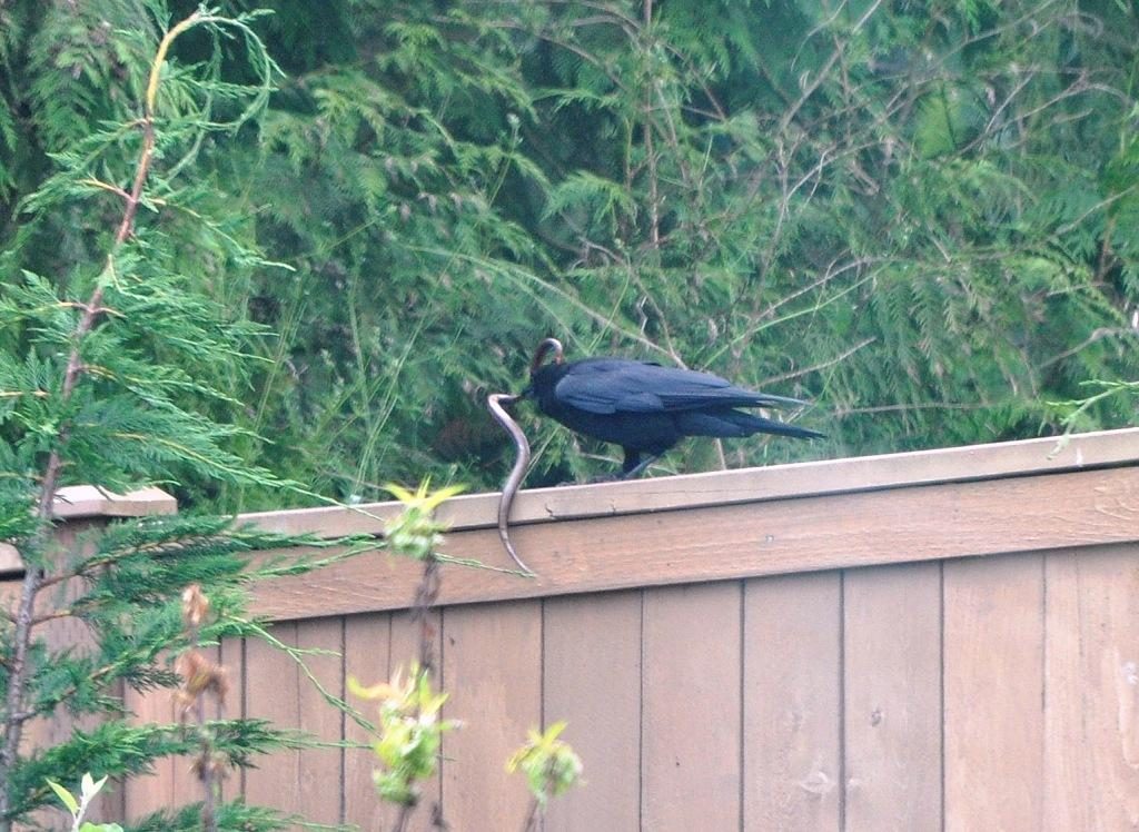Crow catching snake