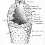 SpongeDiagram2