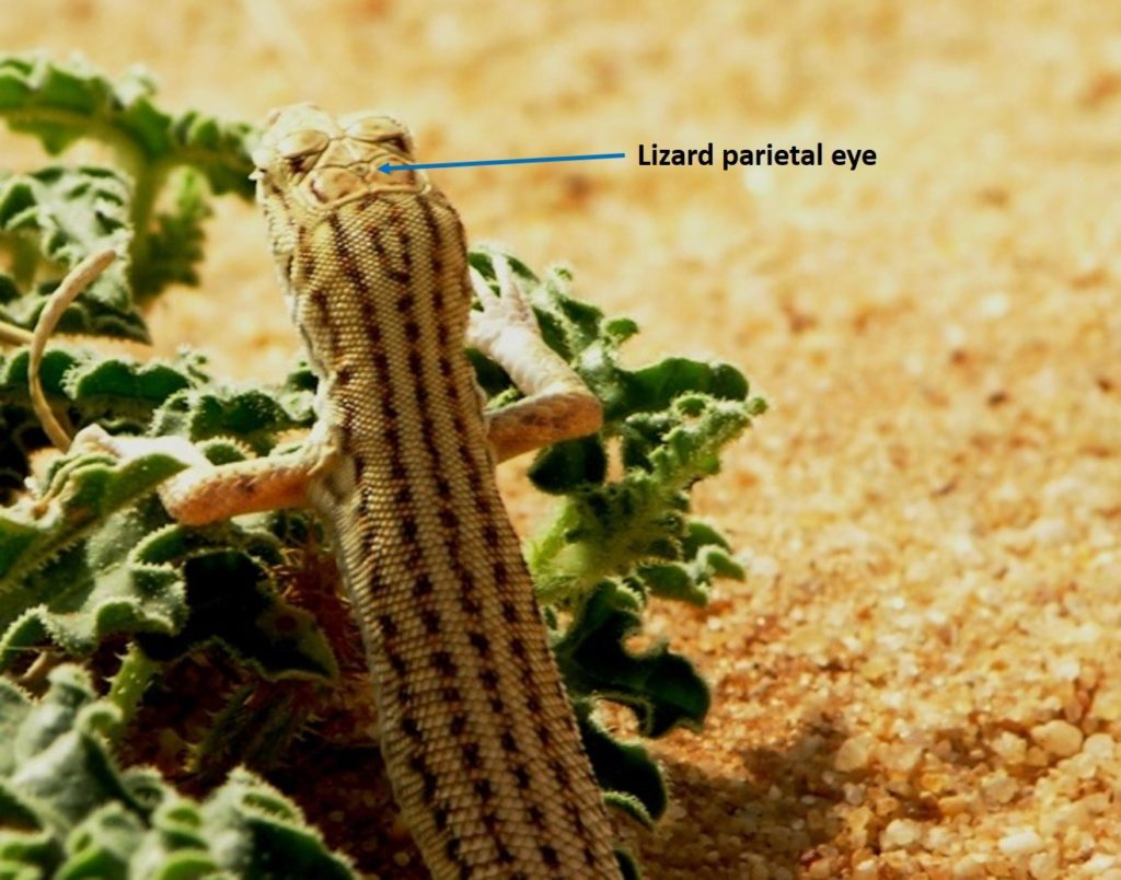 Parietal Eye - Saudi Lizard