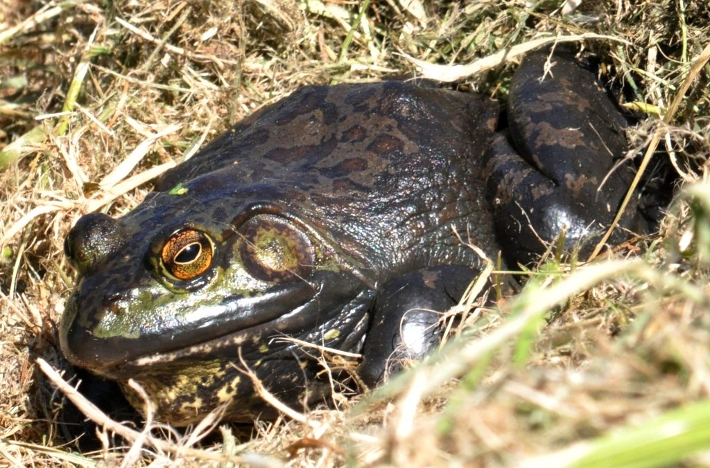 Bullfrog - dark variation with spots