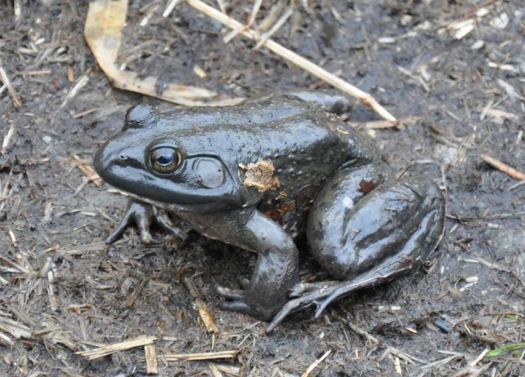 Bullfrog - black color variation