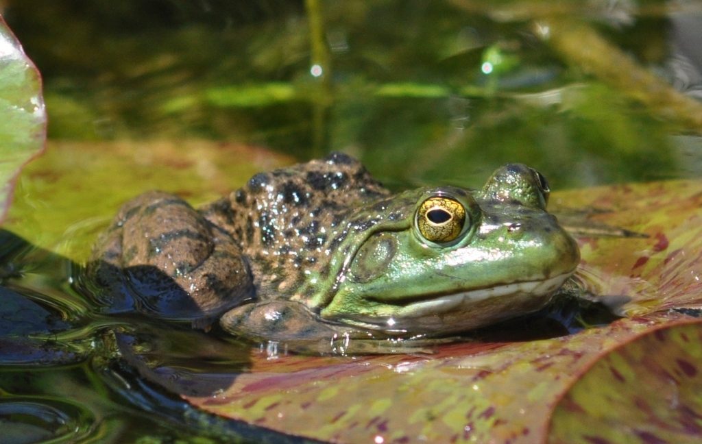 Bullfrog - green color variation
