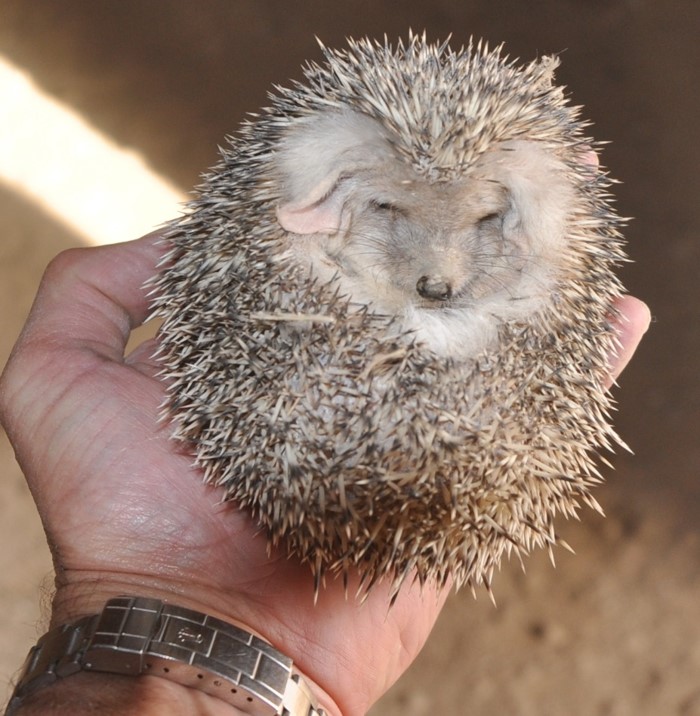Long Eared Hedgehog (Hemiechinus aurtius) 