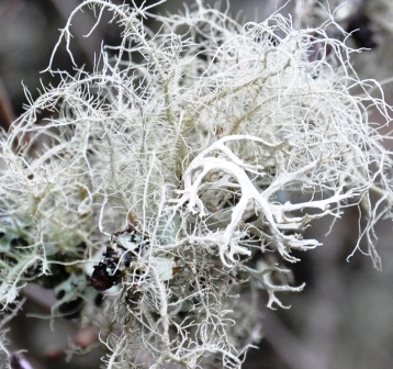Oak Moss Lichen