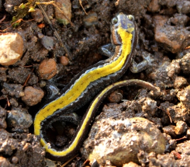 Long Toed Salamander - Ambystoma macrodactyla