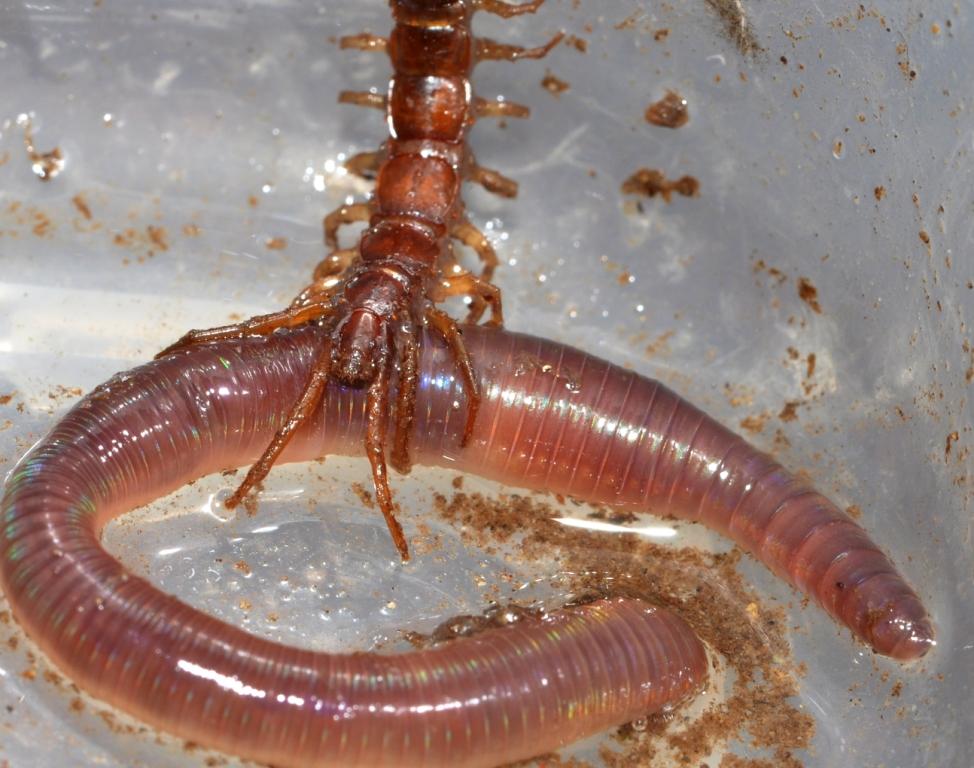 Garden Centipede1 Lithobius Forficatus