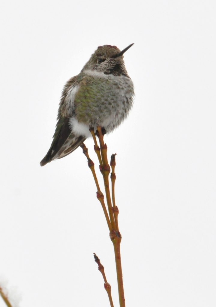 Anna's Hummingbird in Winter