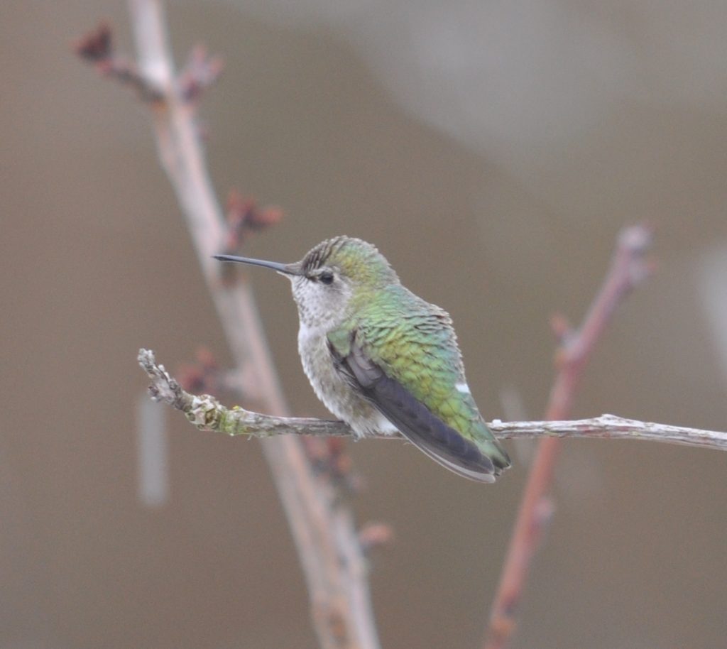 Anna's Hummingbird - female