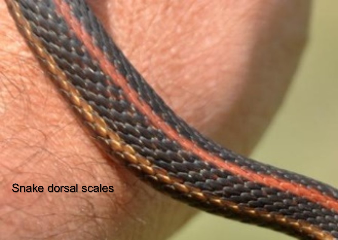Snake Dorsal Scales