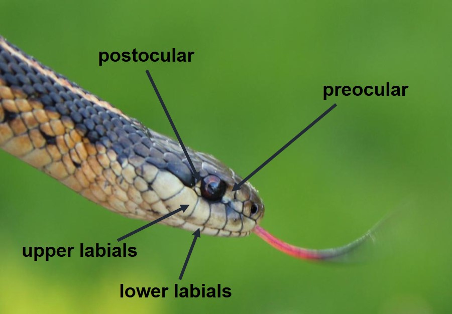 Snake ID 1