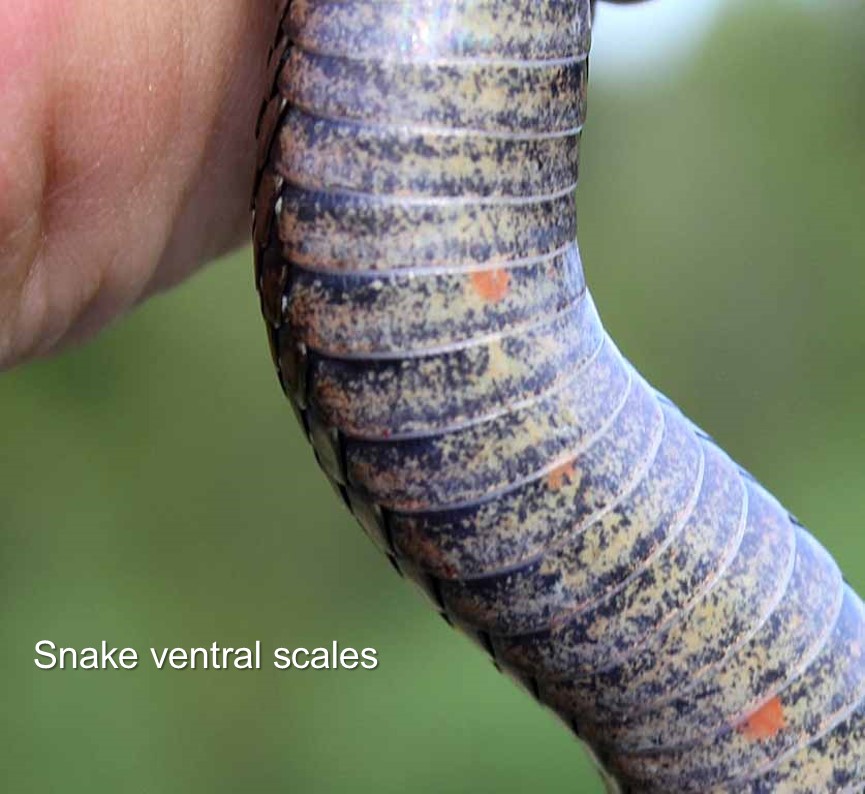 Snake Ventral Scales