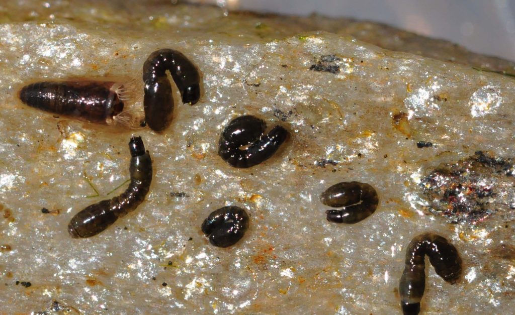 Black Larvae close up