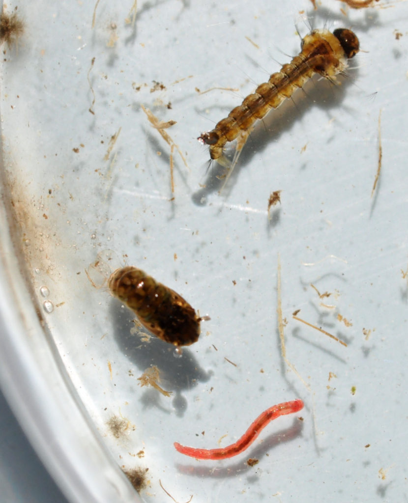 Mosquito Larvae and companions