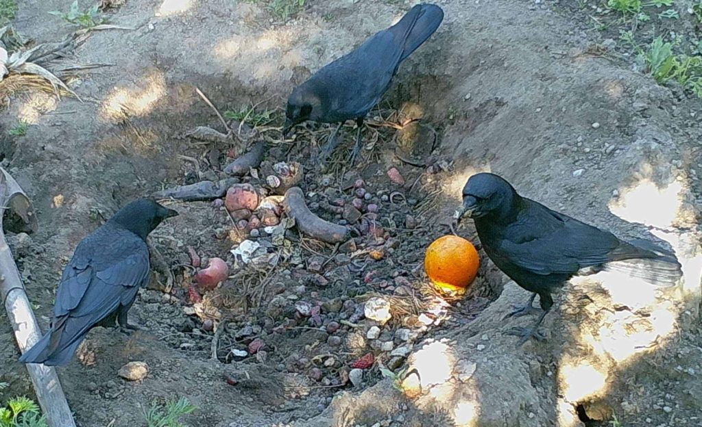 Crows Eating