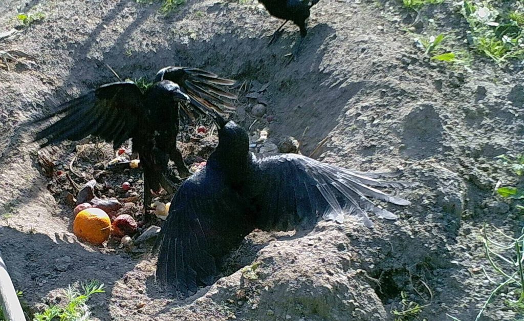 Crow Confrontation