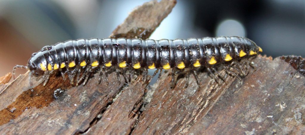 Yellow Spotted Millipede1
