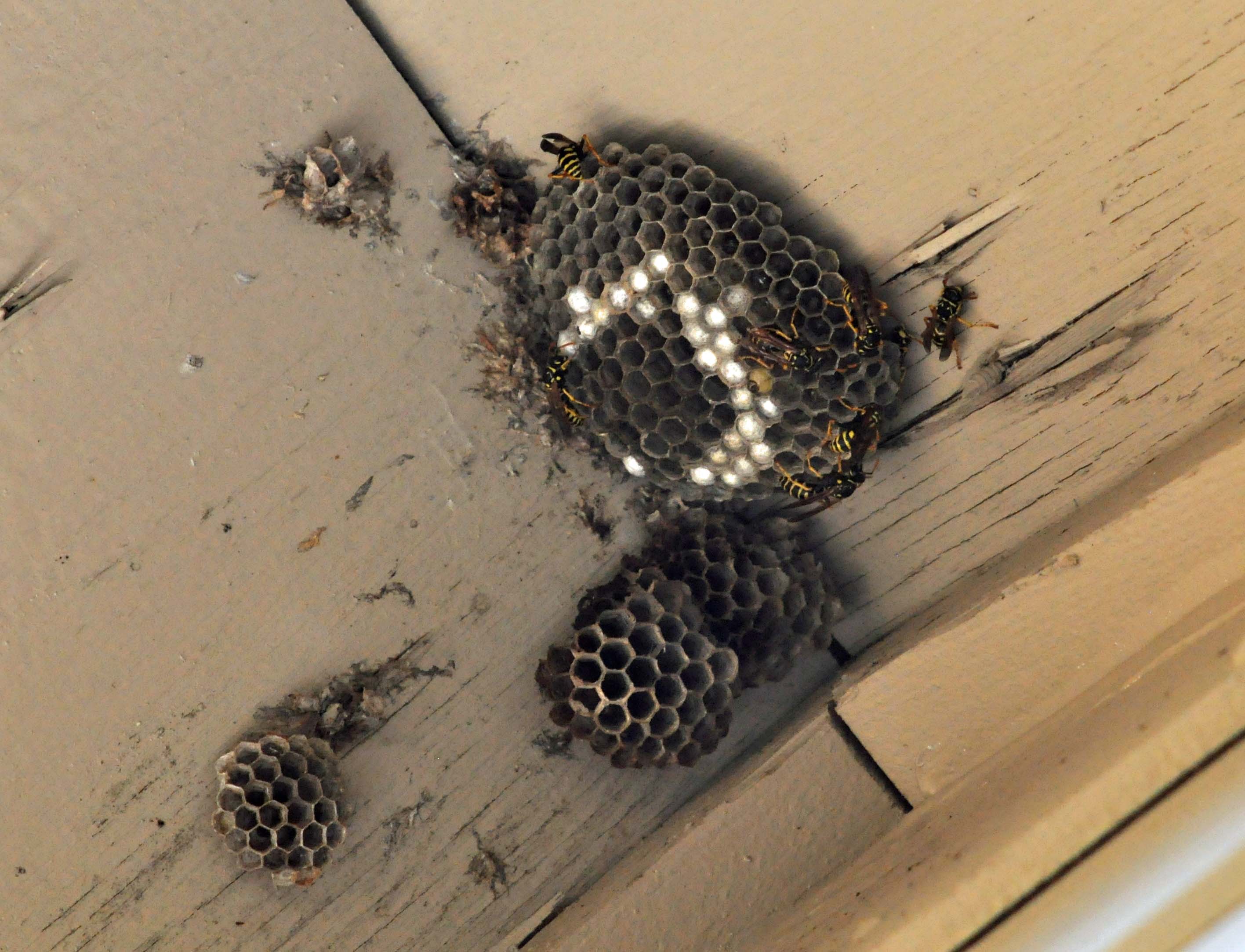 Paper Wasp, Polistes aruifer