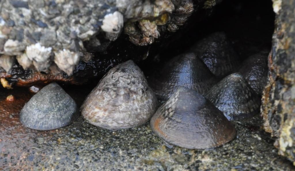 Masked Limpets