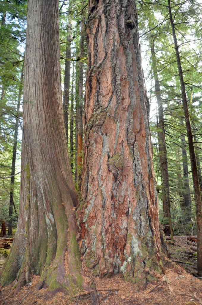 Douglas-fir Cedar Couple