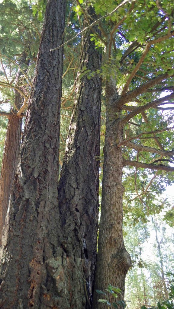 Douglas-fir Oak Couple