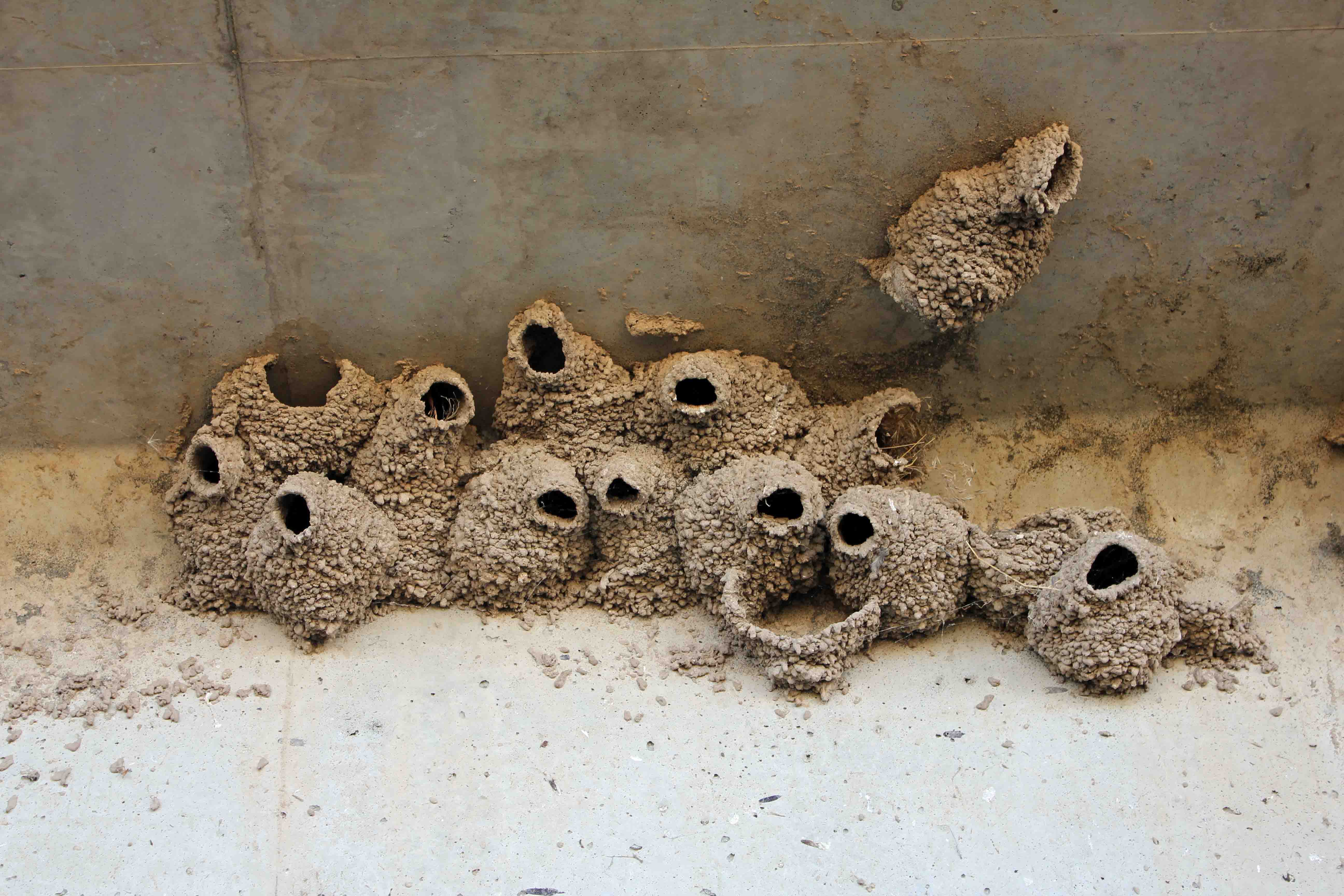 mud-swallow-northwest-wildlife-online