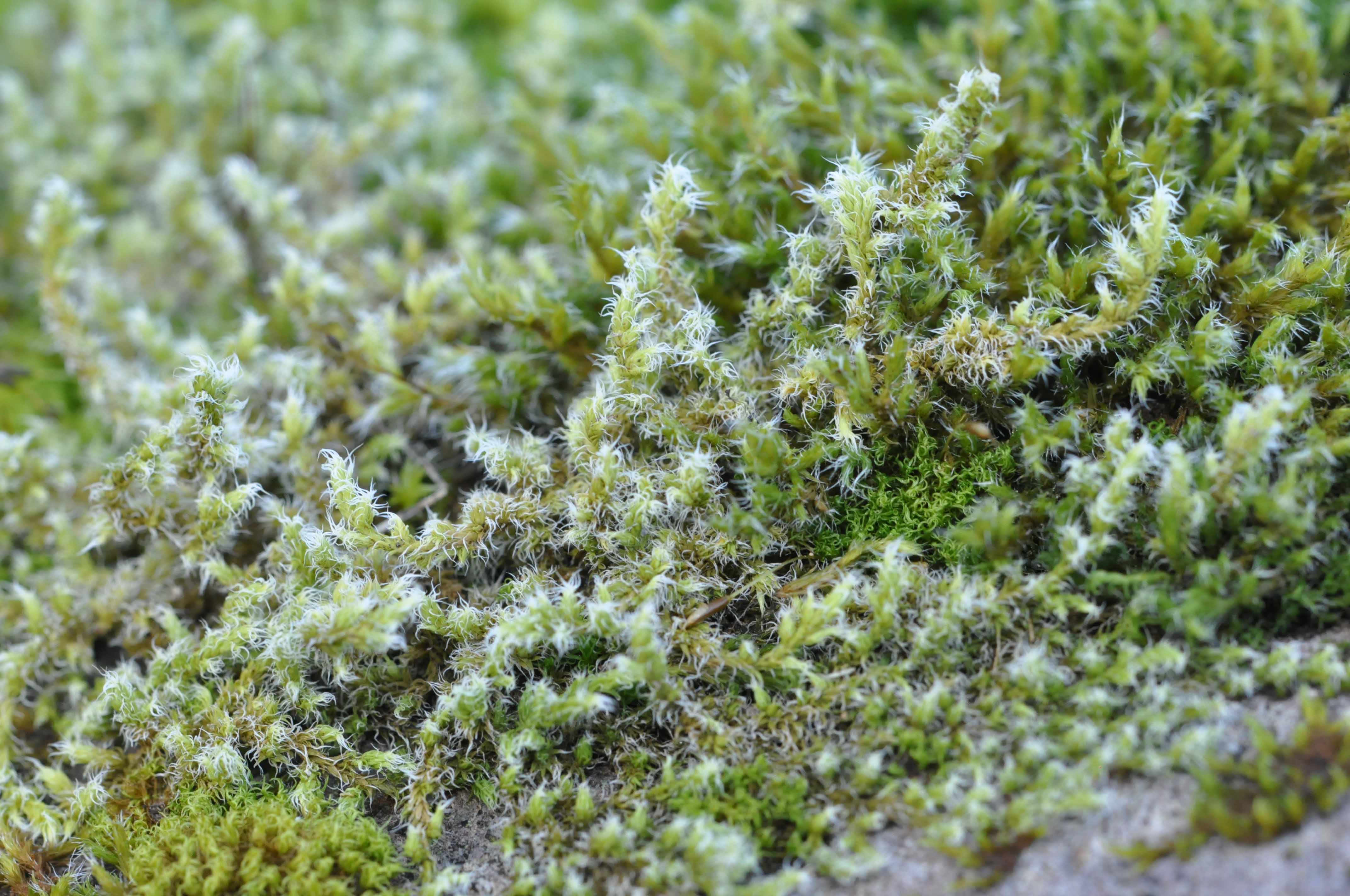 https://northwestwildlifeonline.com/nw-moss-from-big-to-really-small/