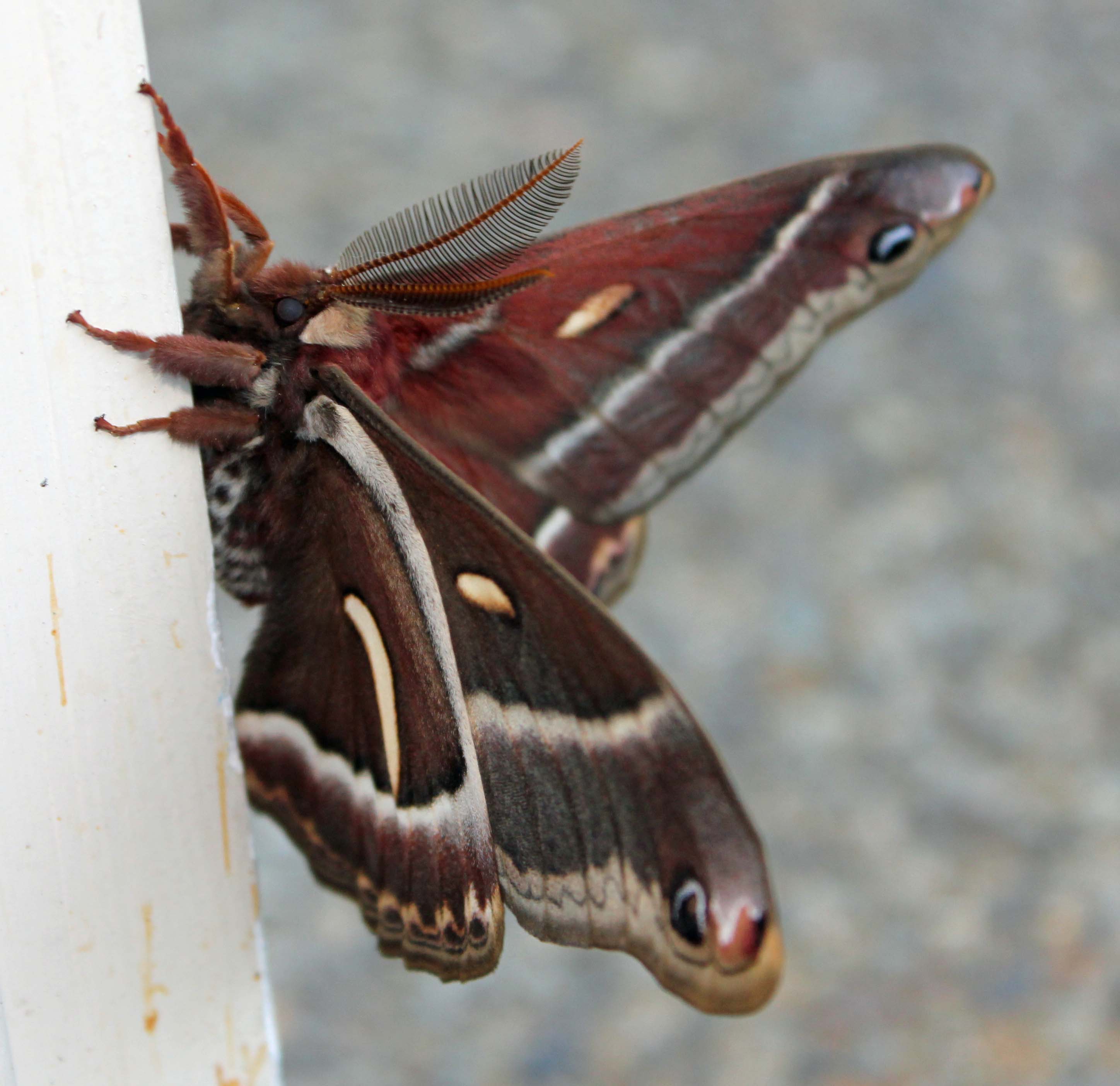 Cercopia Moth 1