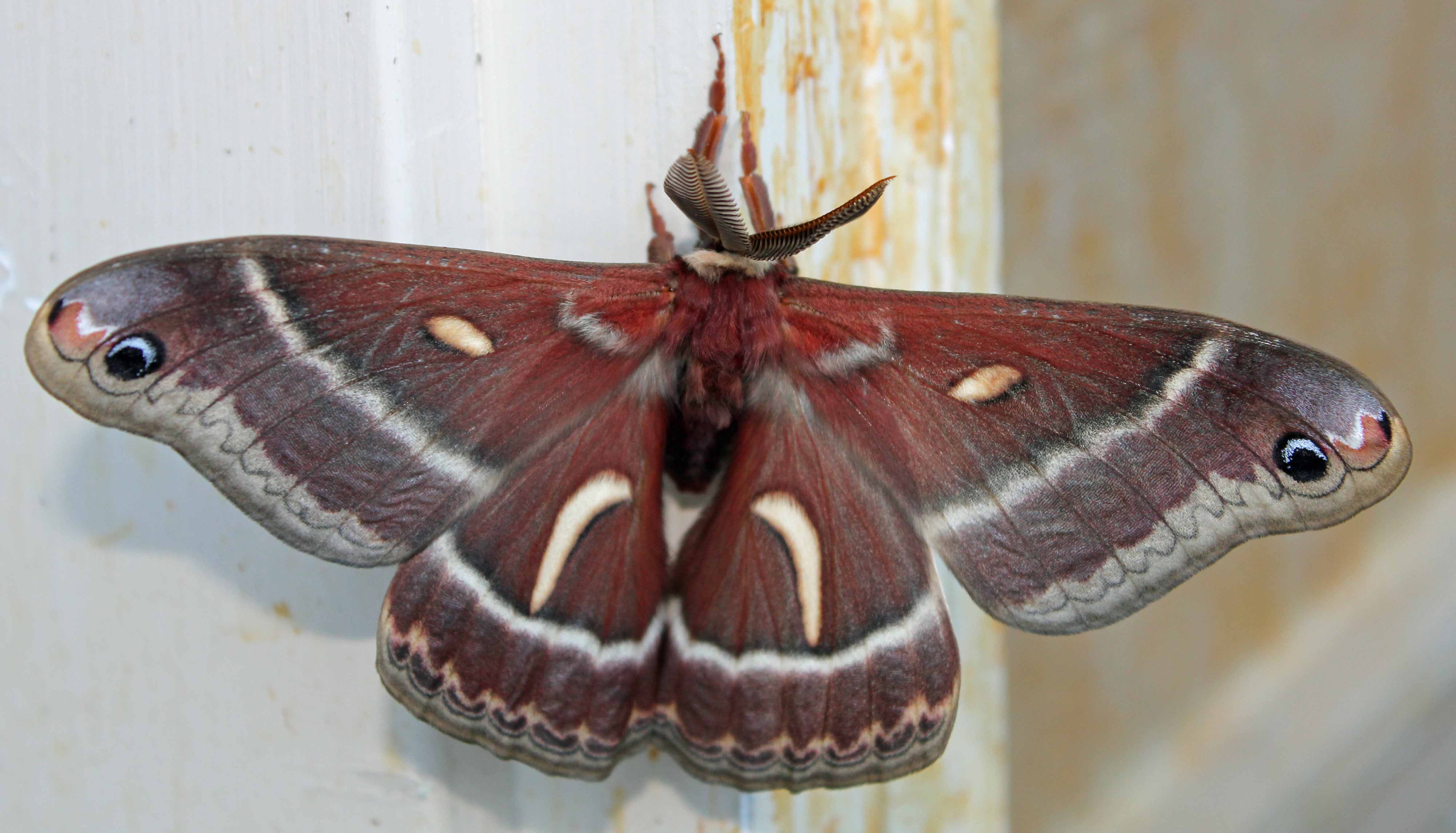 Cercopia Moth 2