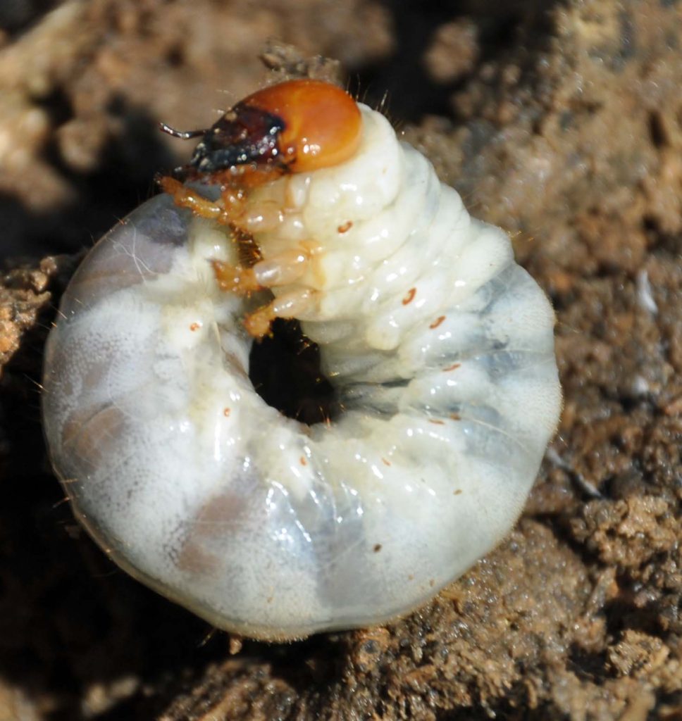 June Beetle Larvae