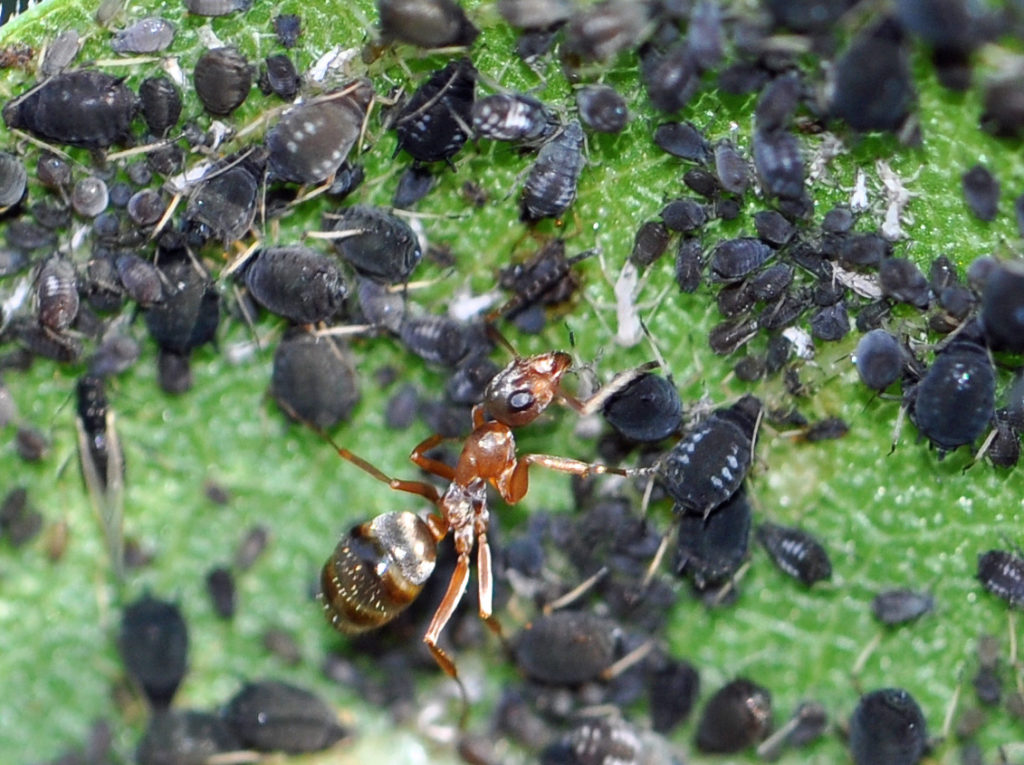 Ants and Aphids