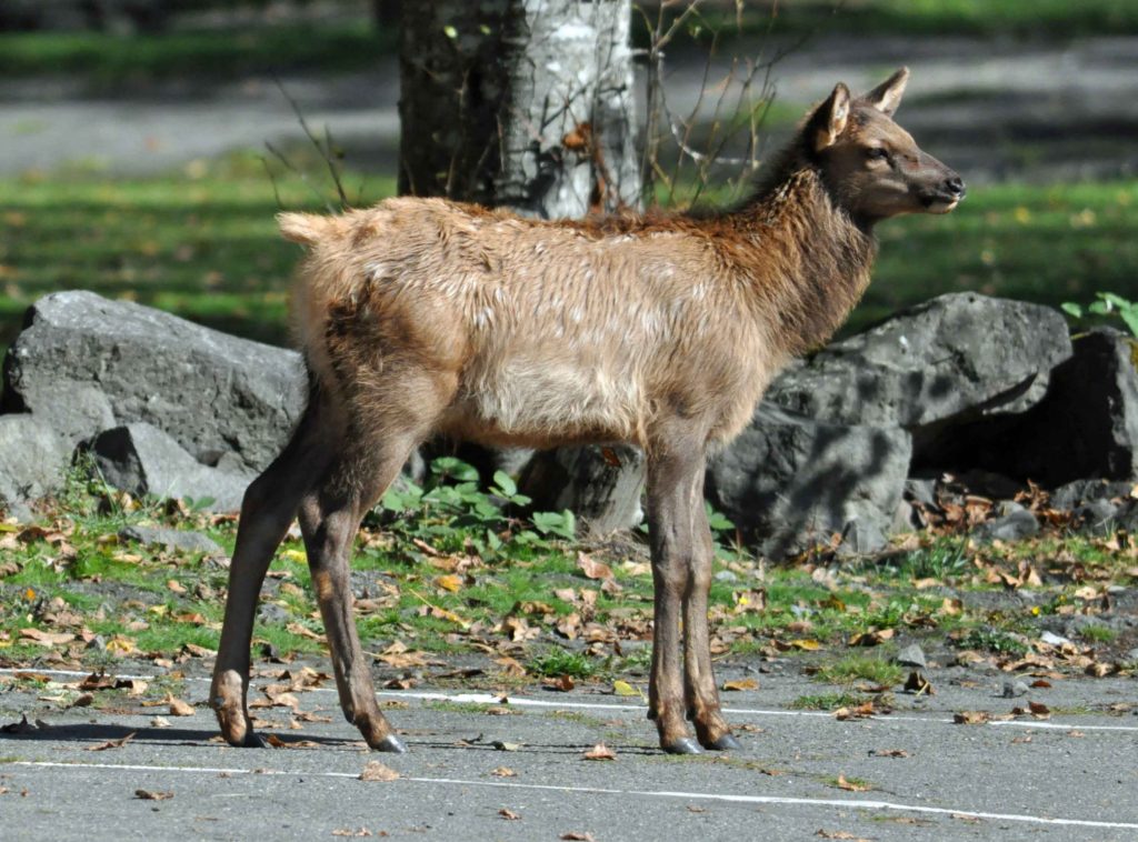 Elk Calf