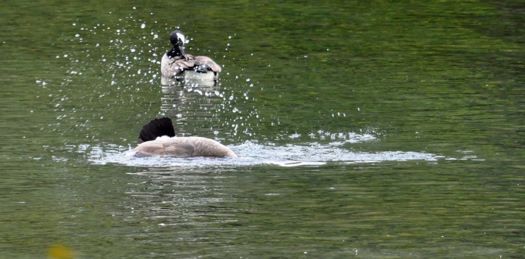 Canada goose, Branta canadensis