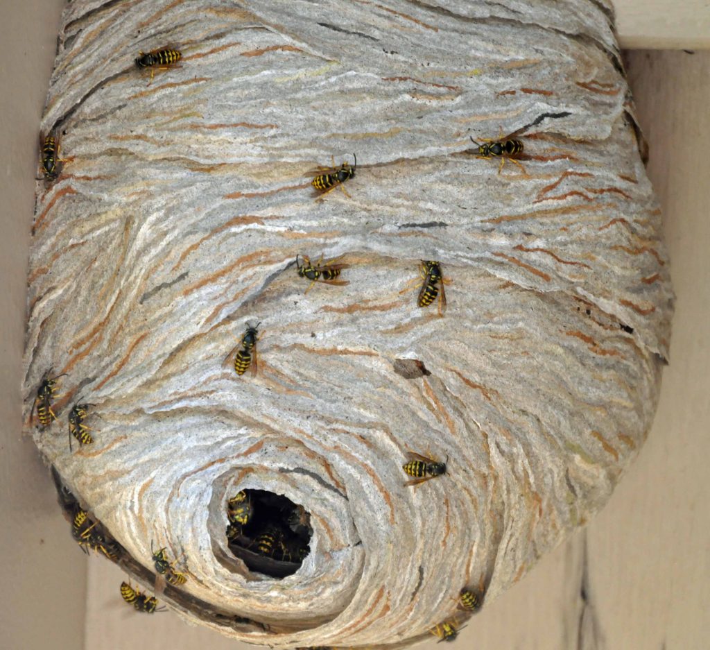 Bald-faced Hornet Nest