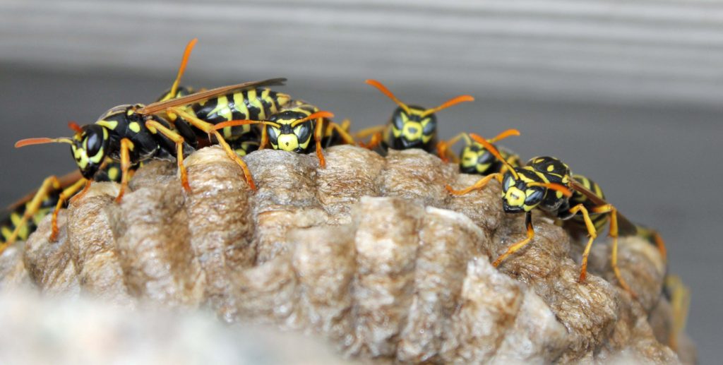 Paper Wasps
