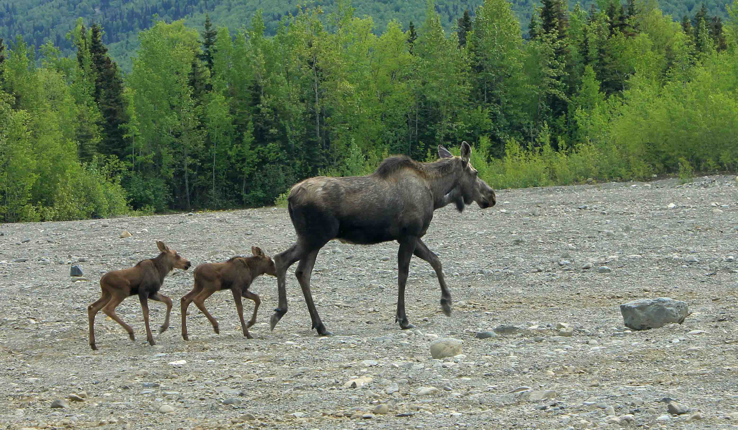 Season of the Moose! « NORTHWEST WILDLIFE ONLINE