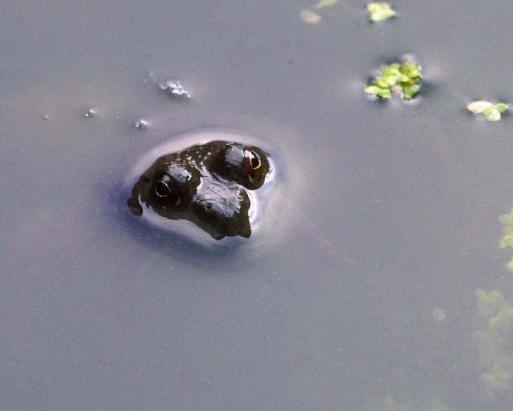 Baby bullfrog