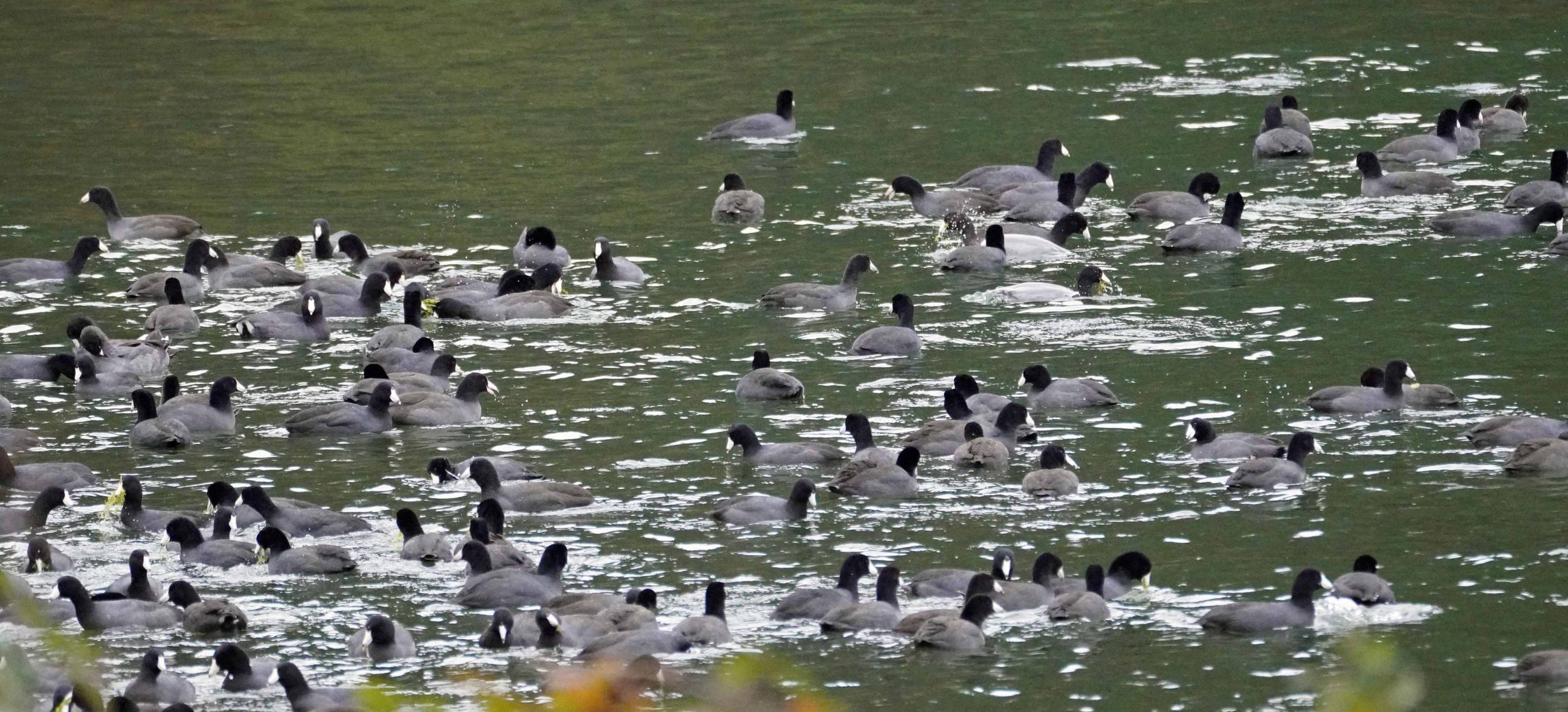 Swimming coot flock
