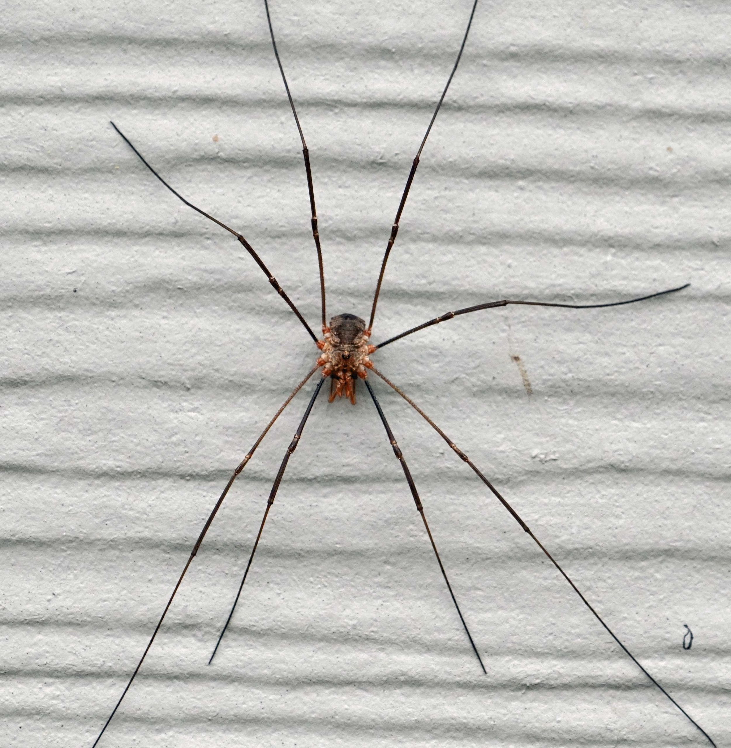 Daddy longlegs risk life, and especially limb, to survive